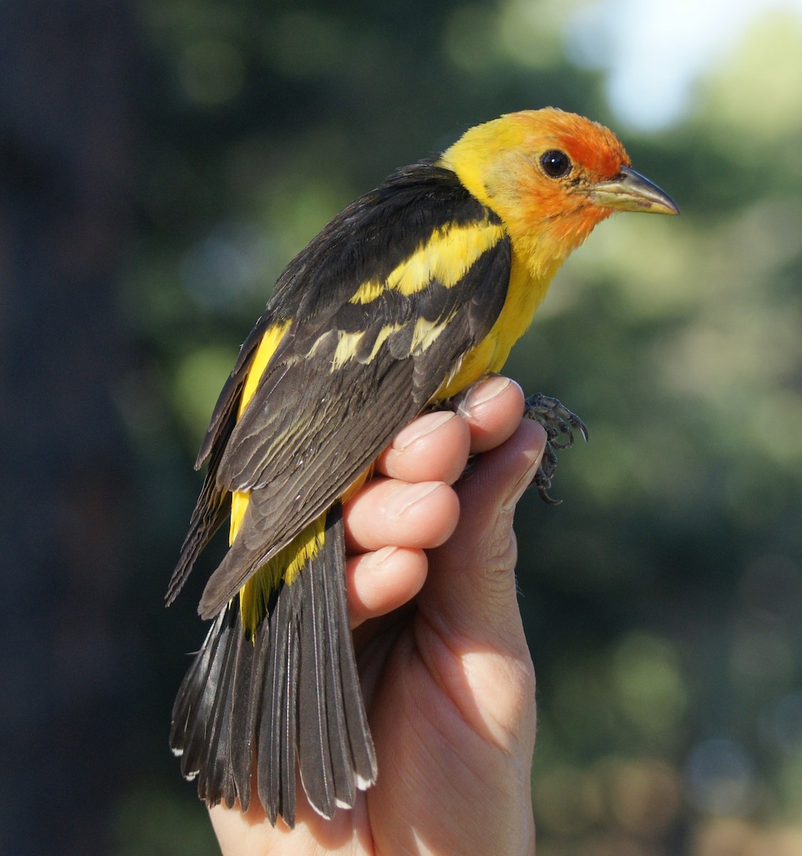 Western Tanager - ML619813461