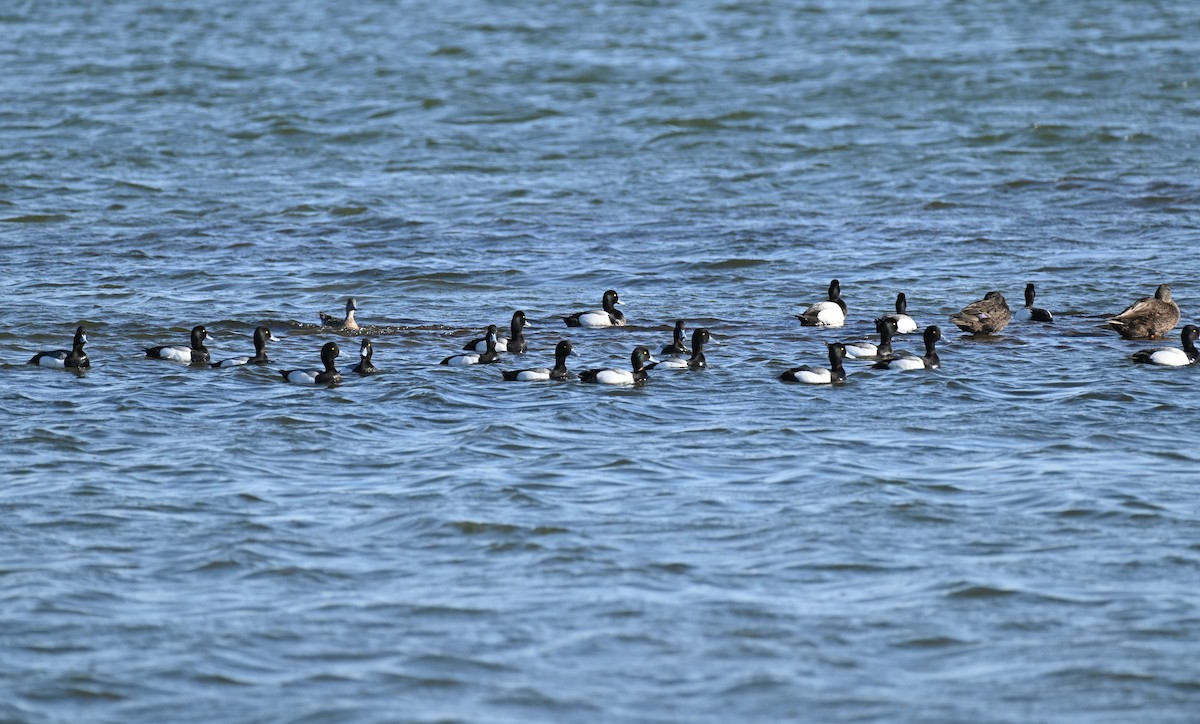 Greater Scaup - ML619813462