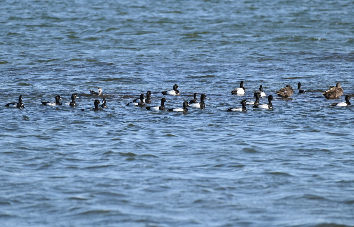 Greater Scaup - ML619813463