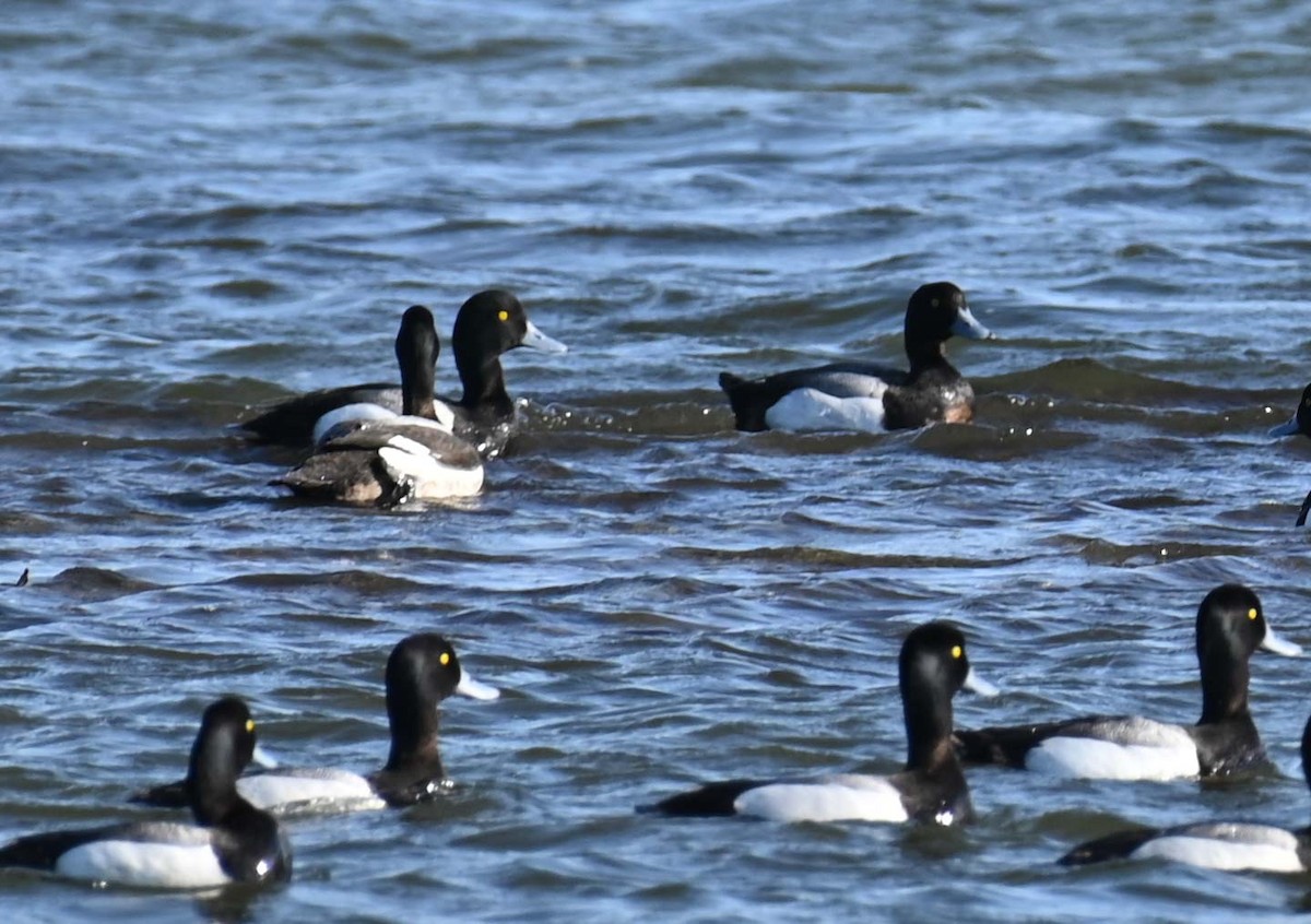Greater Scaup - ML619813465