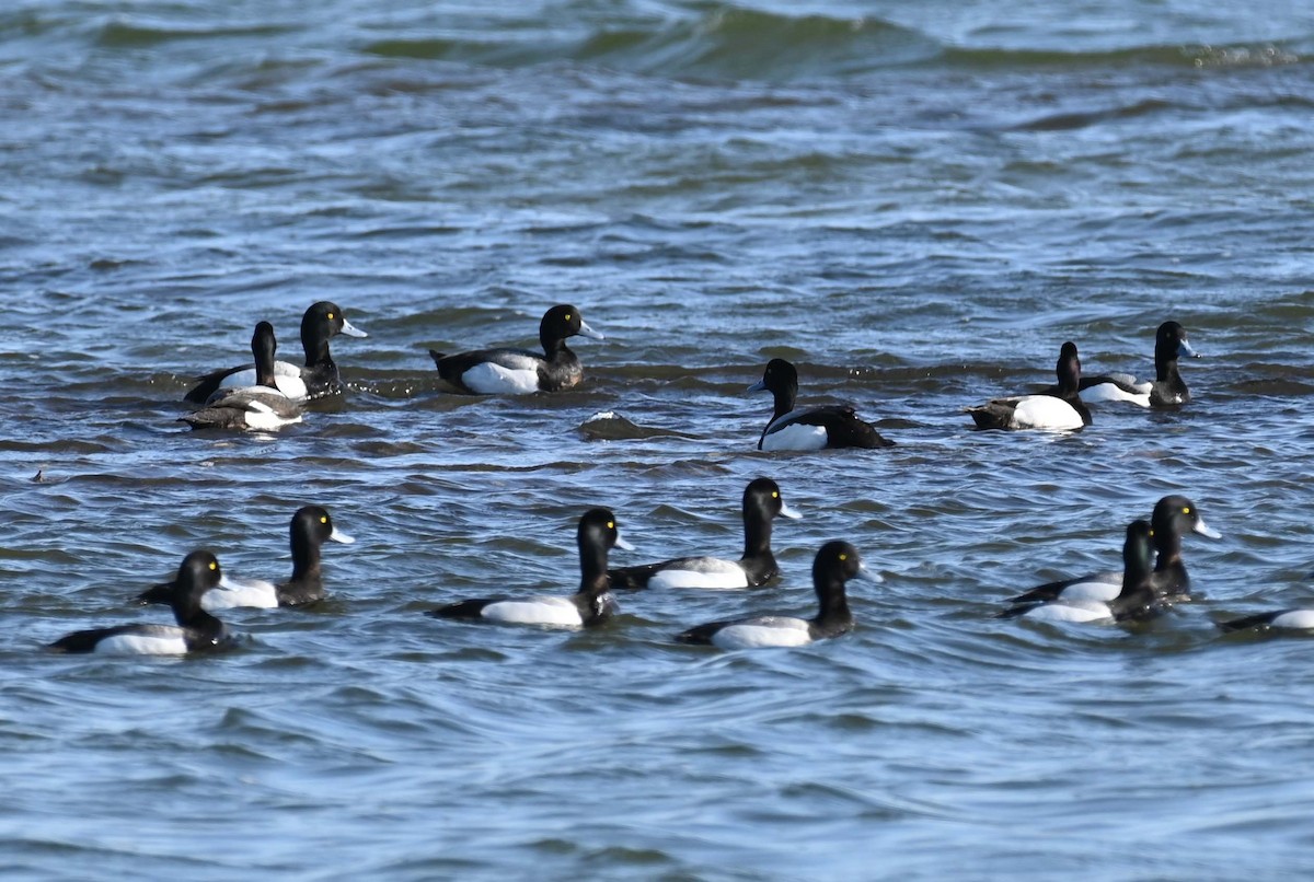 Greater Scaup - ML619813466