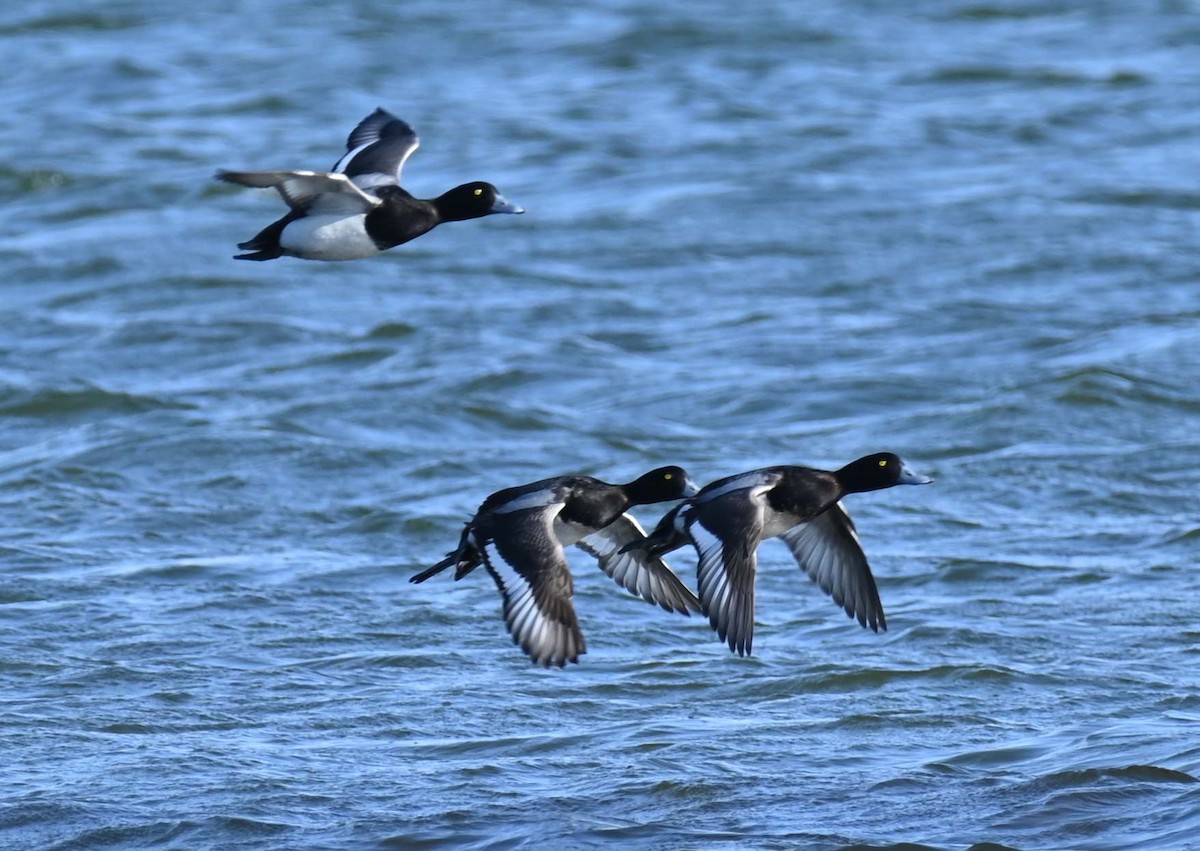 Greater Scaup - ML619813467