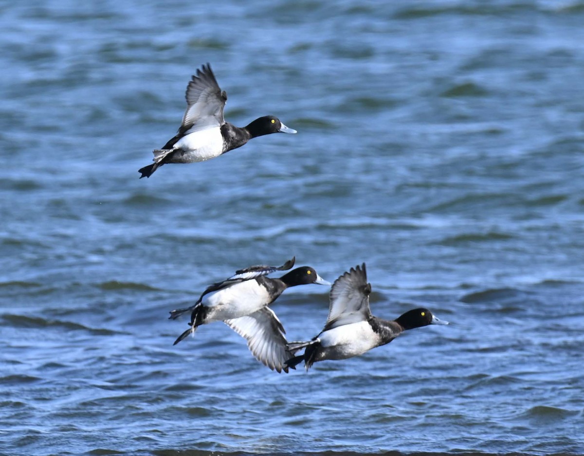 Greater Scaup - ML619813468