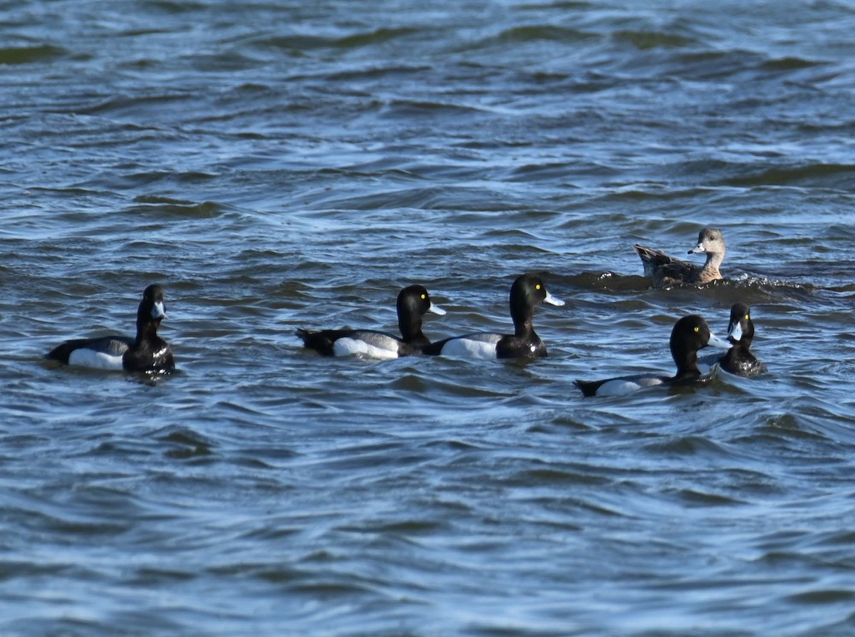 Greater Scaup - ML619813469