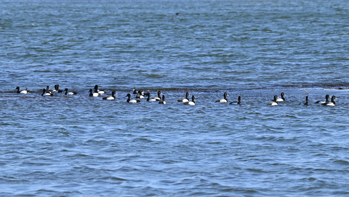 Greater Scaup - ML619813470