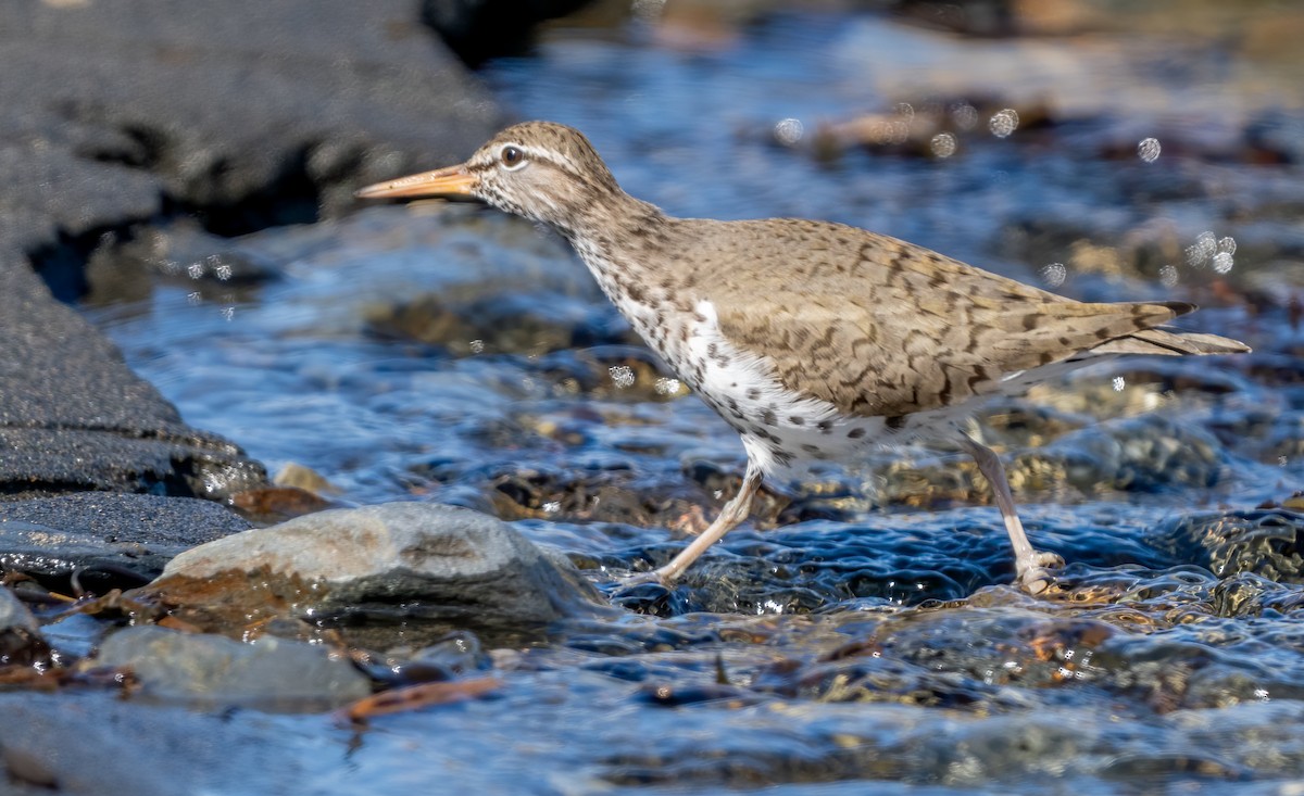 Spotted Sandpiper - ML619813474