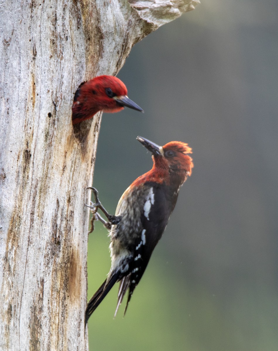 Red-breasted Sapsucker - ML619813476