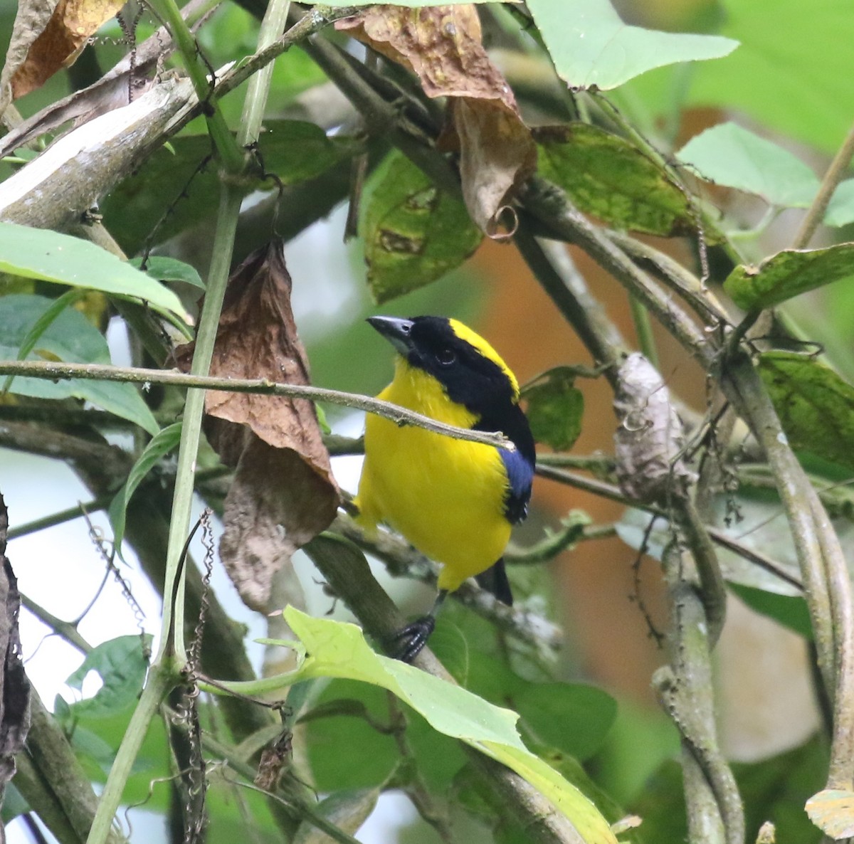 Blue-winged Mountain Tanager (Blue-winged) - ML619813480