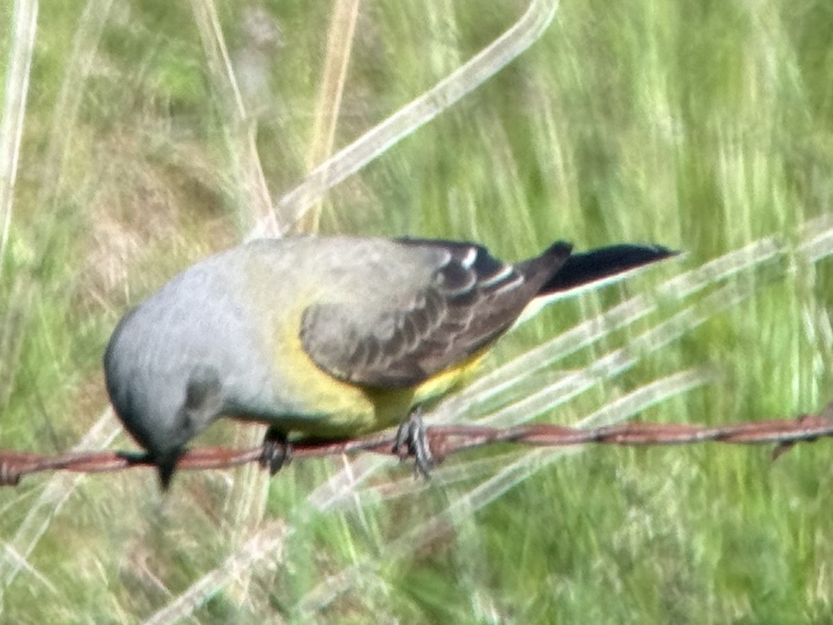 tyran západní - ML619813483