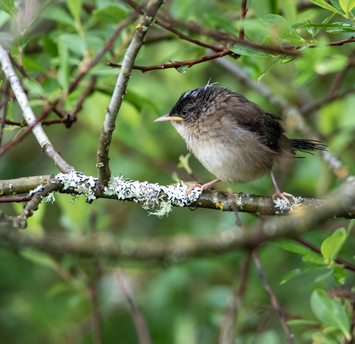 Marsh Wren - ML619813498