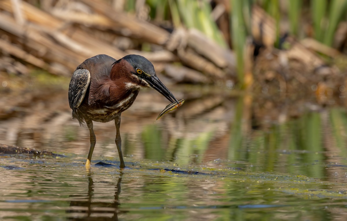 Green Heron - ML619813504