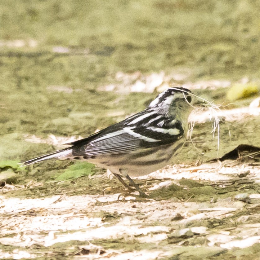 Black-and-white Warbler - ML619813506