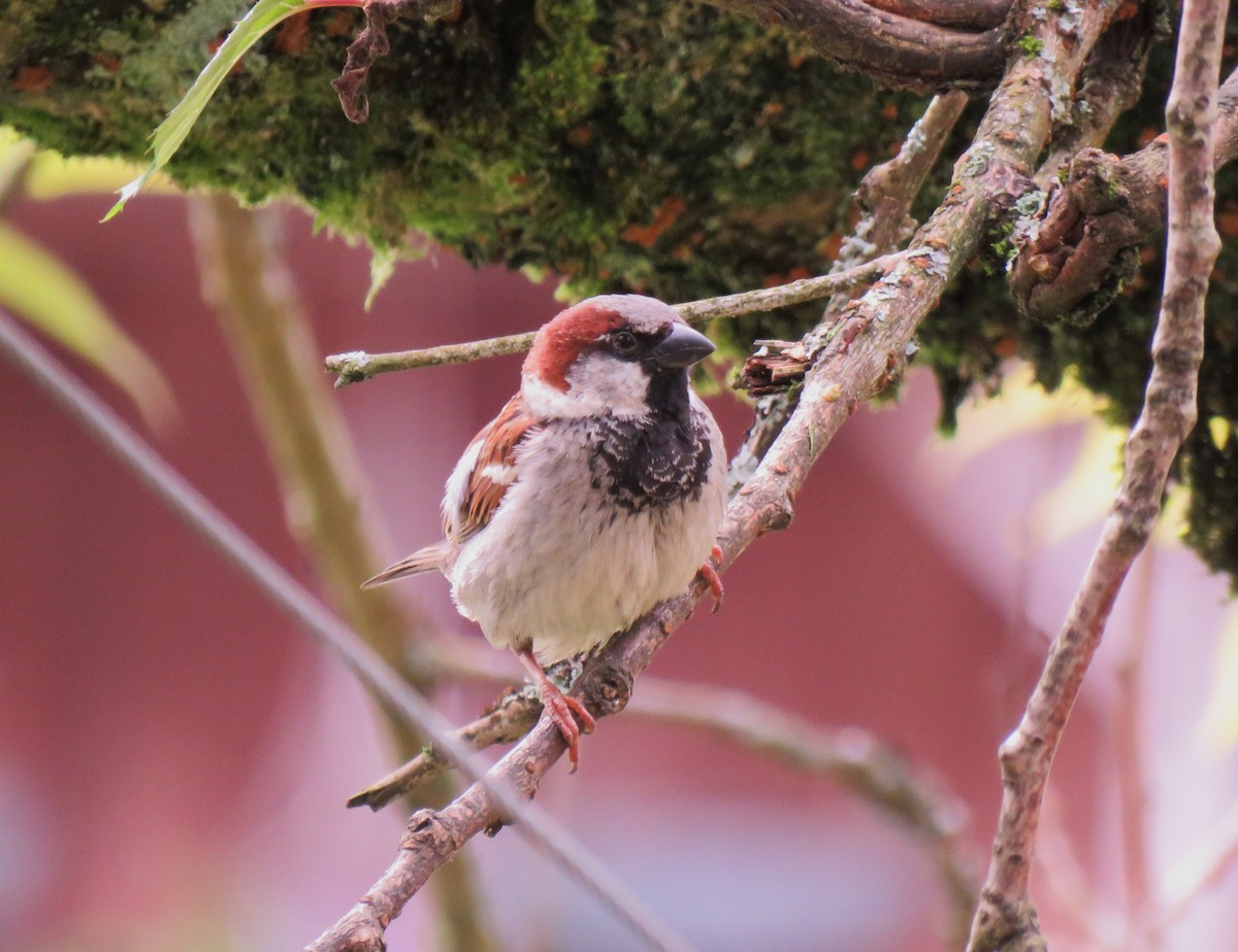 Moineau domestique - ML619813510