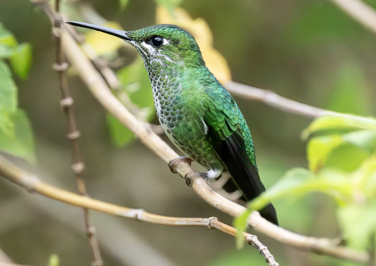 Green-crowned Brilliant - ML619813512