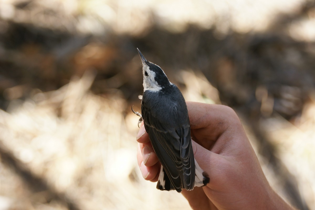 White-breasted Nuthatch - ML619813539