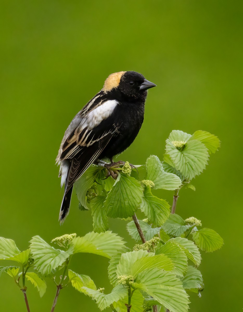 Bobolink - ML619813543