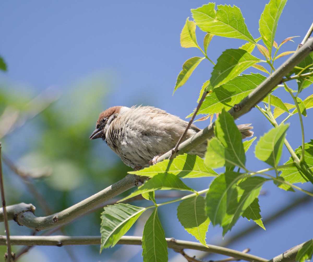 Eurasian Tree Sparrow - ML619813548