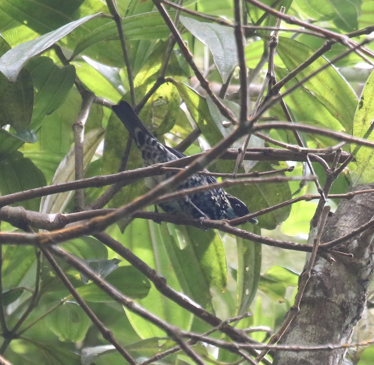 Beryl-spangled Tanager - ML619813552