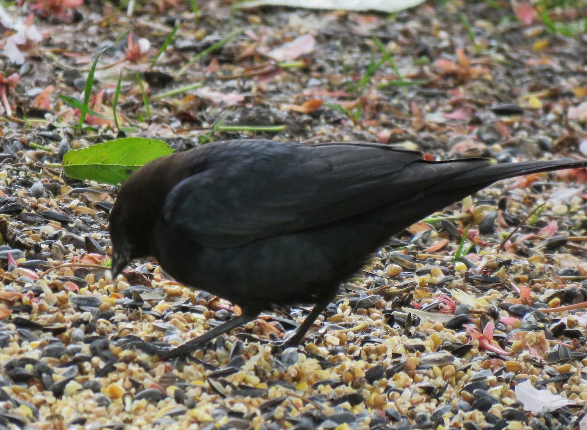 Brown-headed Cowbird - ML619813559