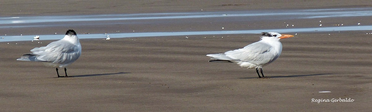 Royal Tern - ML619813579