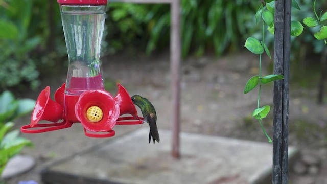 Stripe-tailed Hummingbird - ML619813585