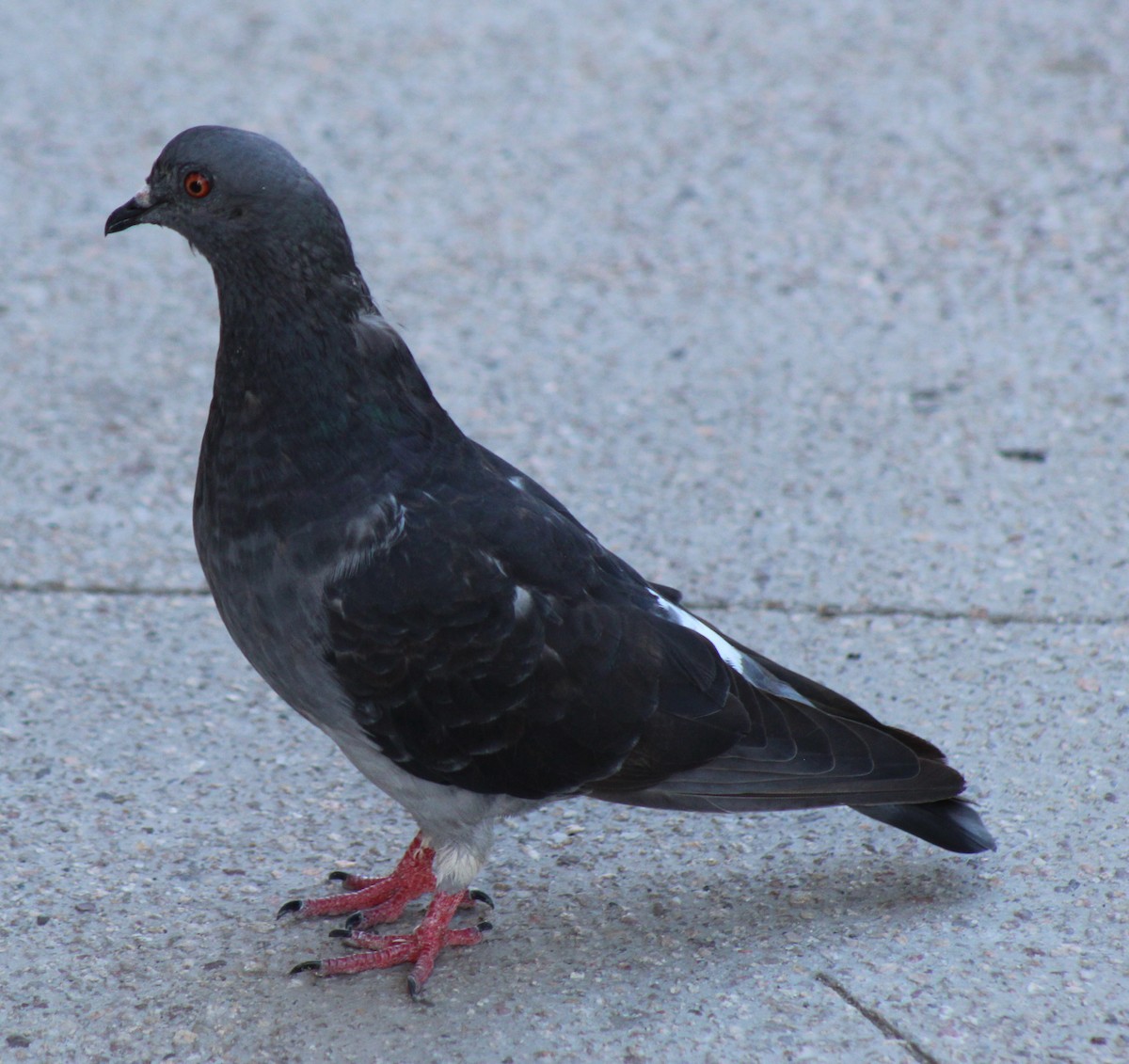 Pigeon biset (forme domestique) - ML619813595