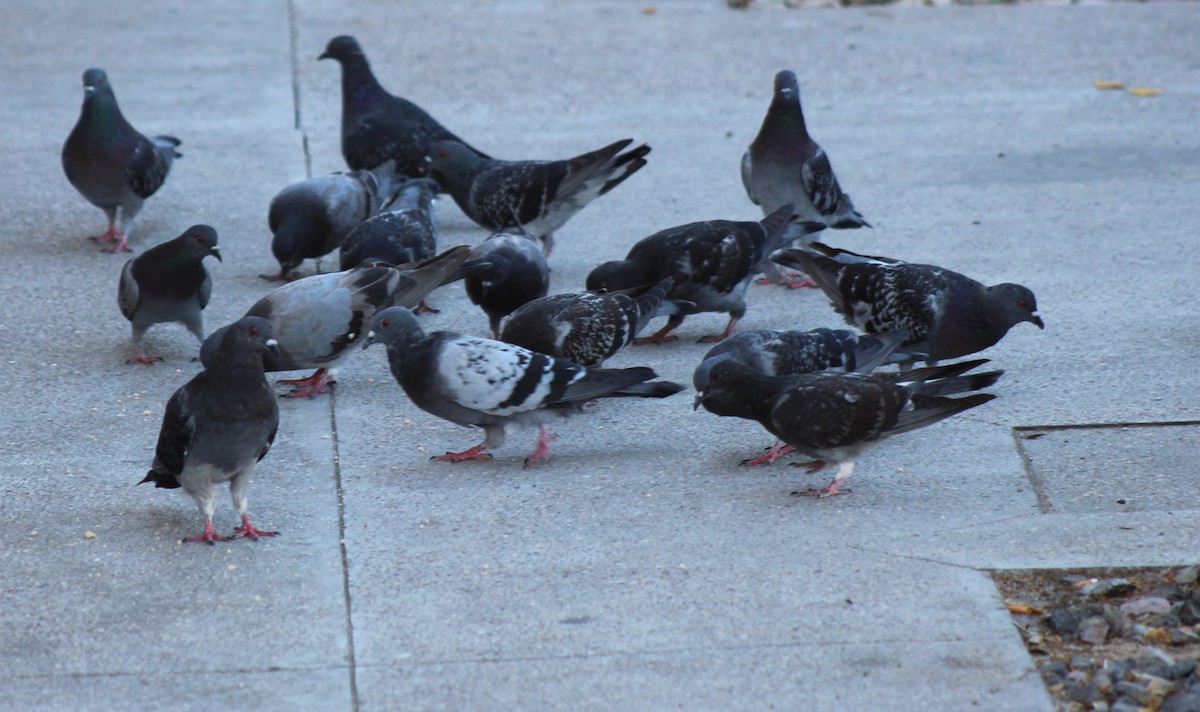 Rock Pigeon (Feral Pigeon) - ML619813596