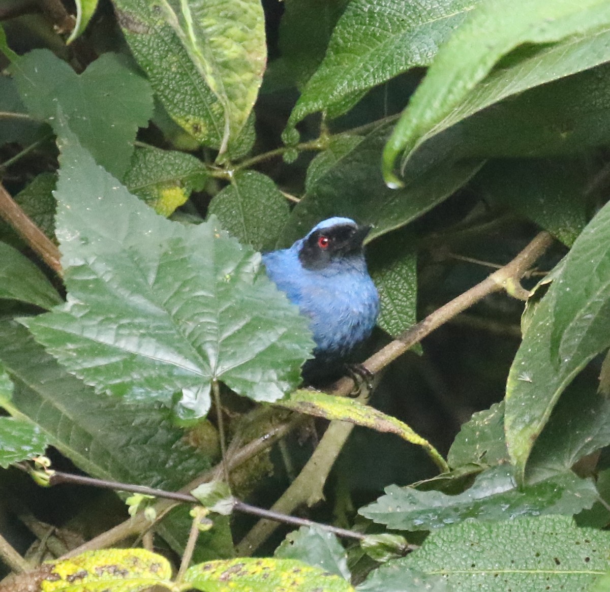 Masked Flowerpiercer - ML619813600