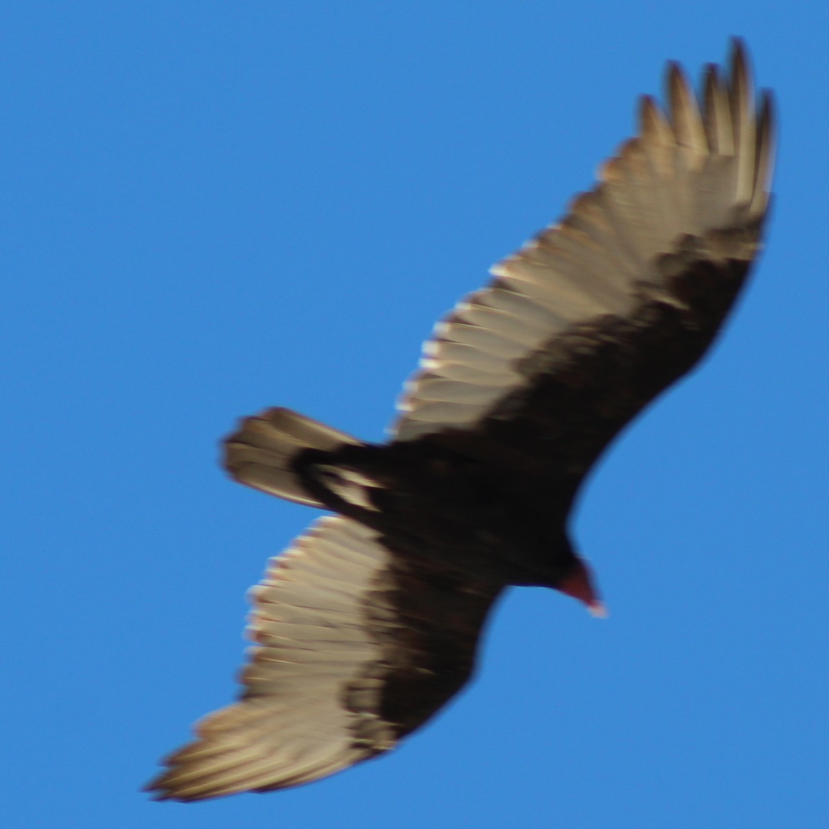 Turkey Vulture - ML619813602