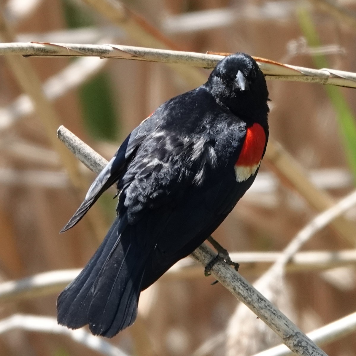 Red-winged Blackbird - ML619813613