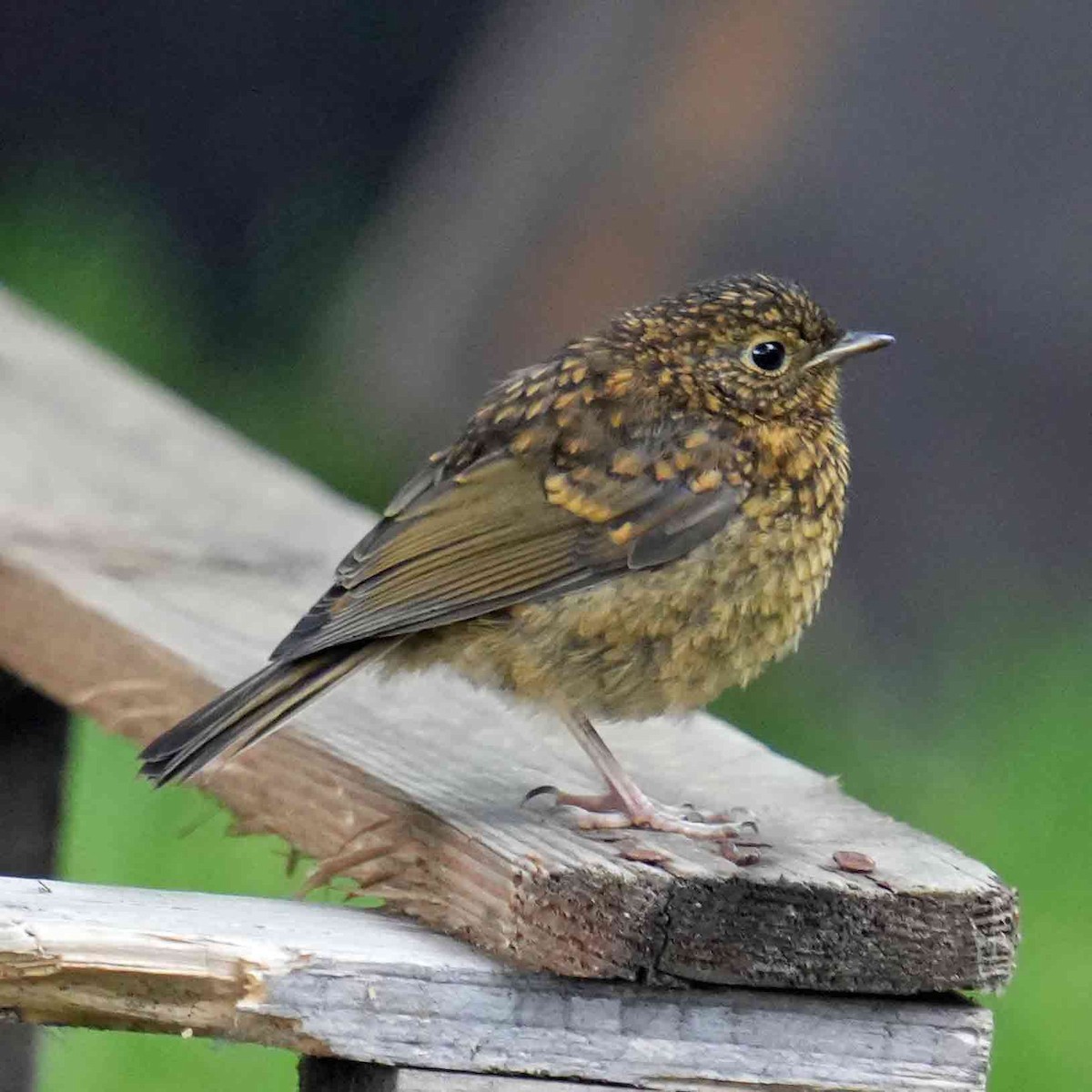 European Robin - ML619813615