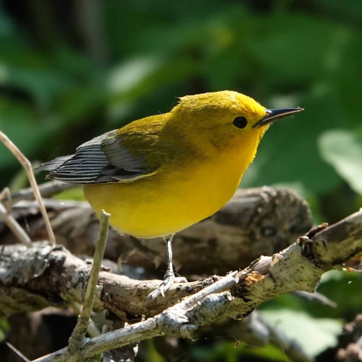 Prothonotary Warbler - ML619813617