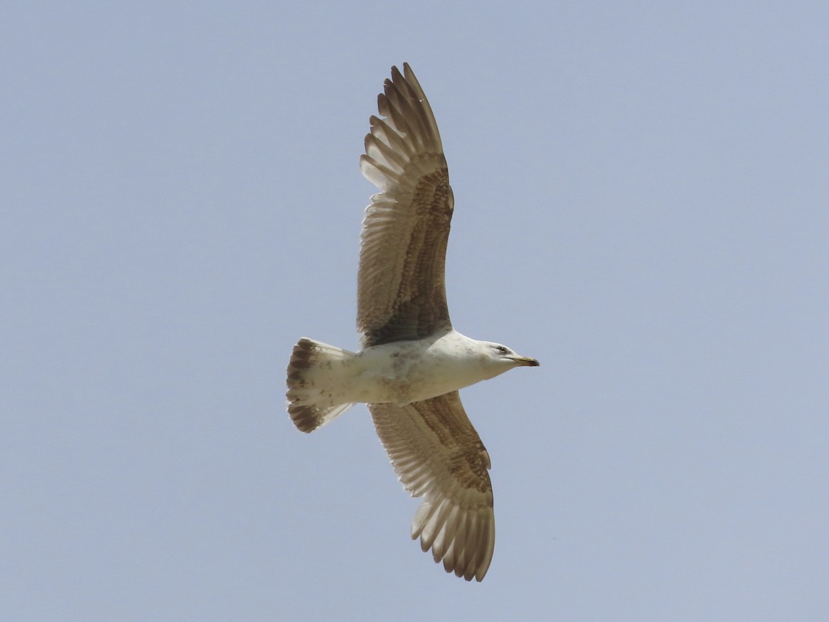 Herring Gull - ML619813619