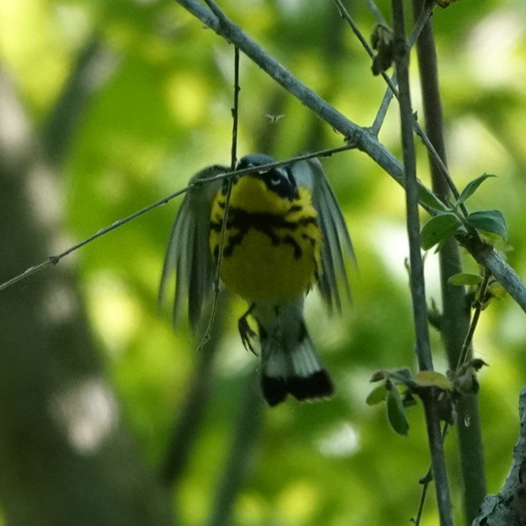 Magnolia Warbler - ML619813621