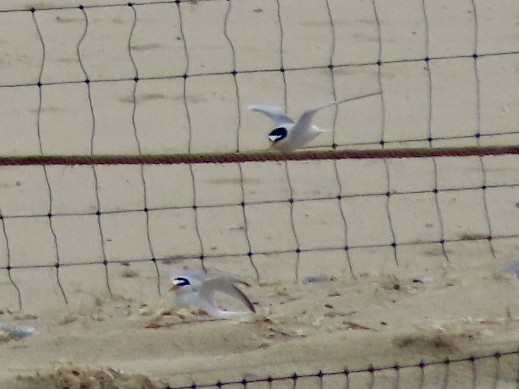 Little Tern - ML619813634