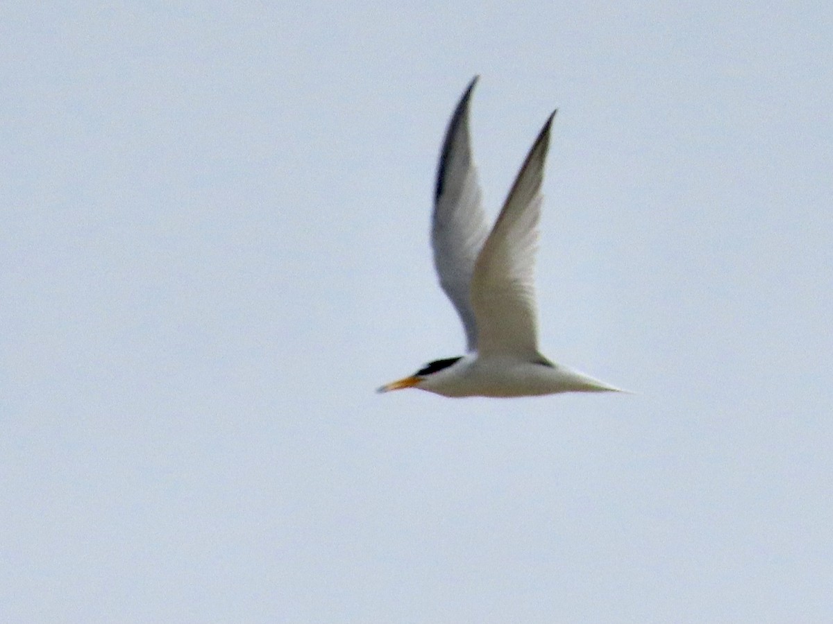 Little Tern - ML619813635