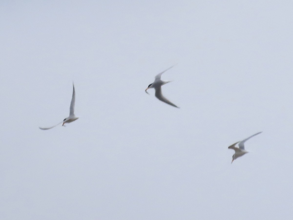 Little Tern - ML619813636