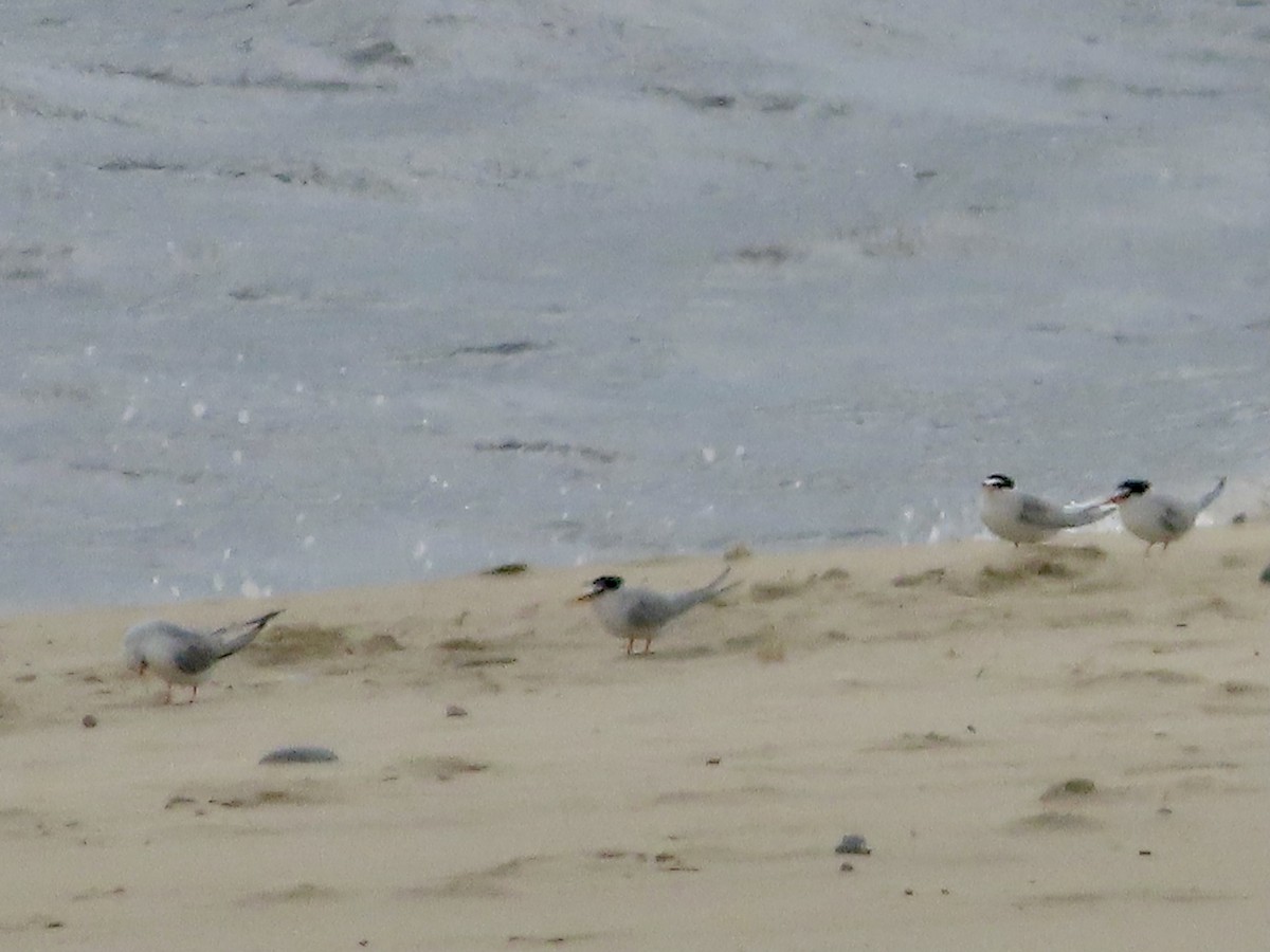 Little Tern - ML619813639