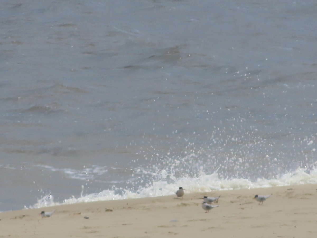 Little Tern - ML619813642