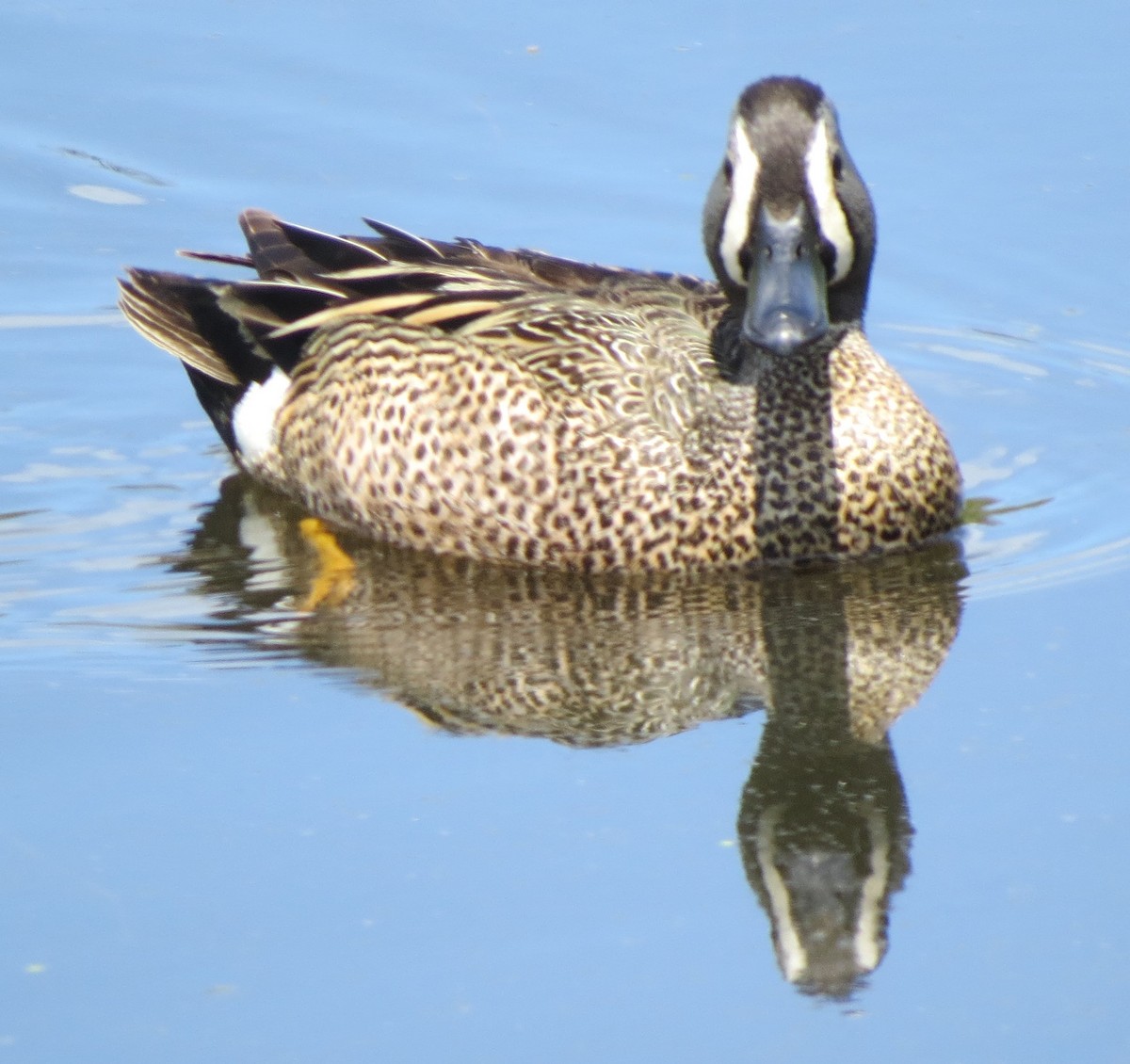 Blue-winged Teal - ML619813651