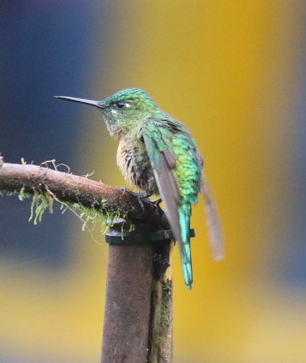 Long-tailed Sylph - ML619813654