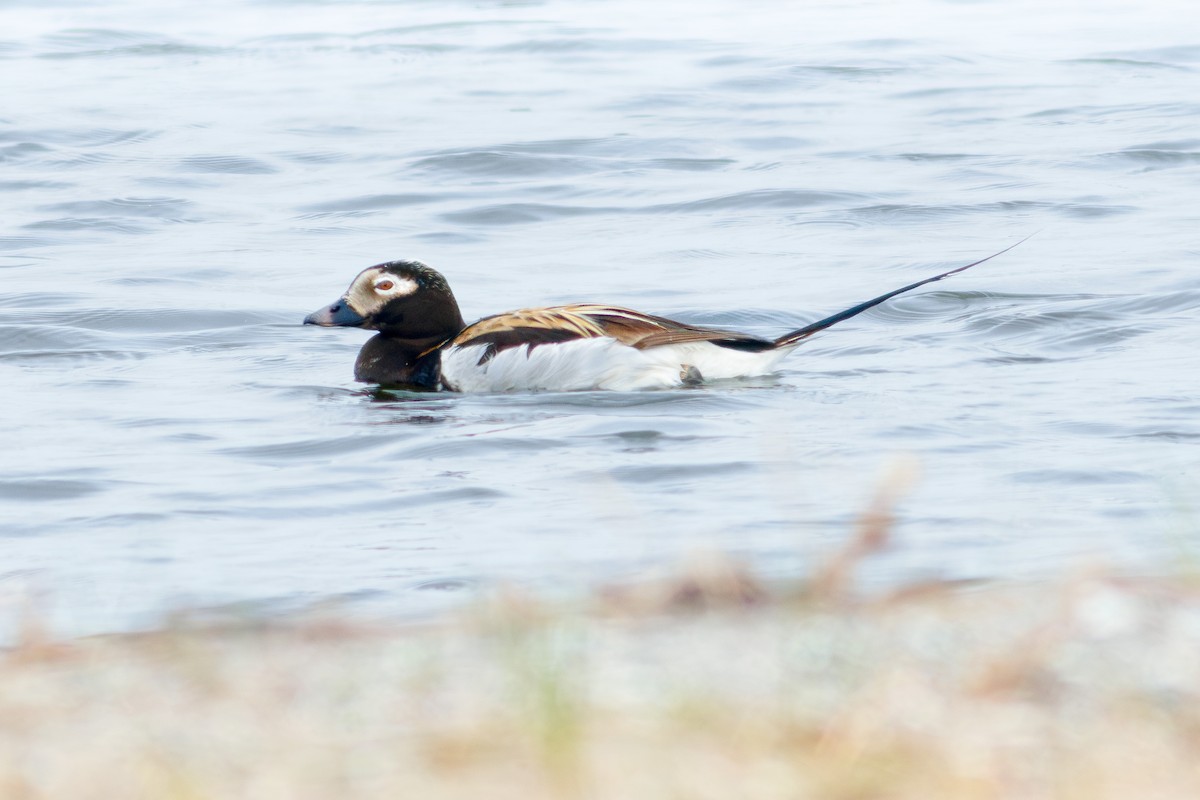 Long-tailed Duck - ML619813655