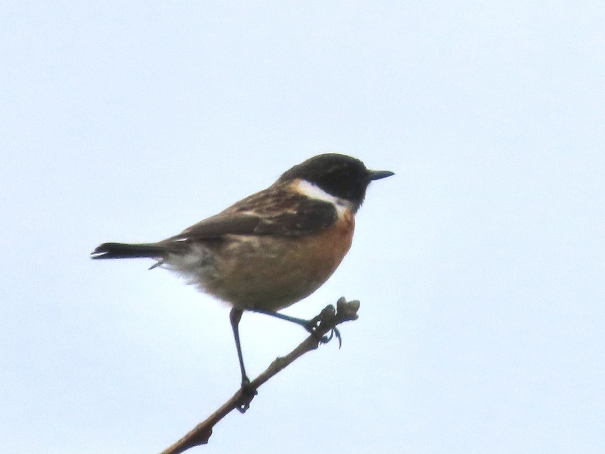 European Stonechat - ML619813662