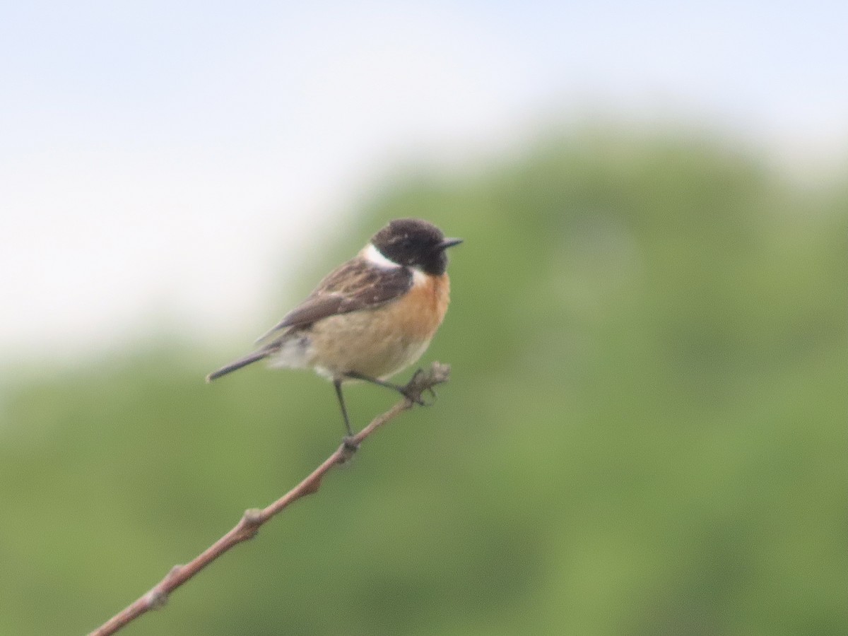 European Stonechat - ML619813664