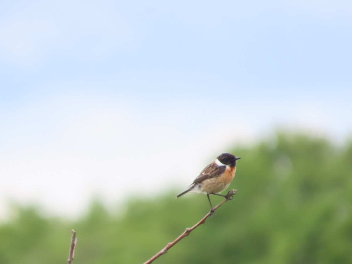 European Stonechat - ML619813665