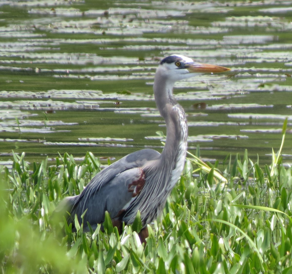 Great Blue Heron - ML619813673