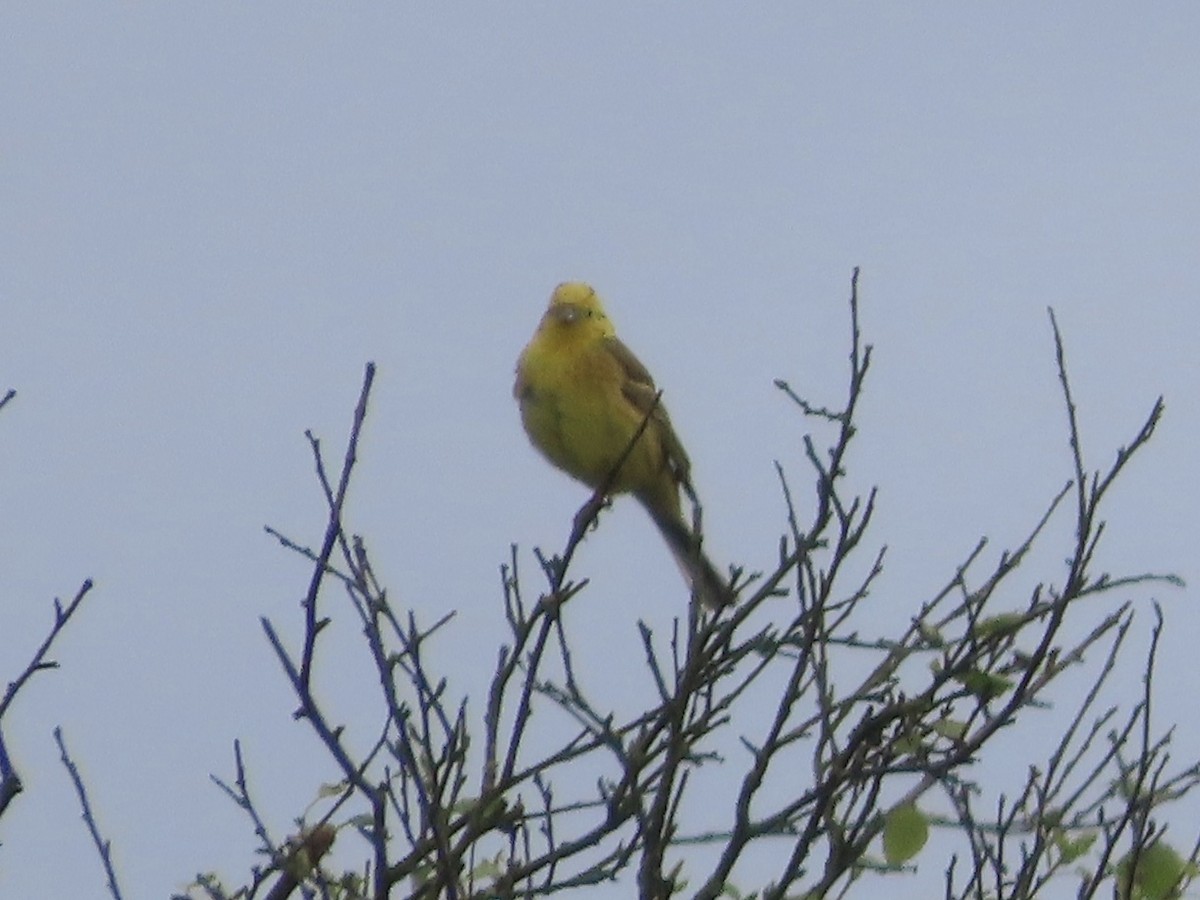 Bruant jaune - ML619813678