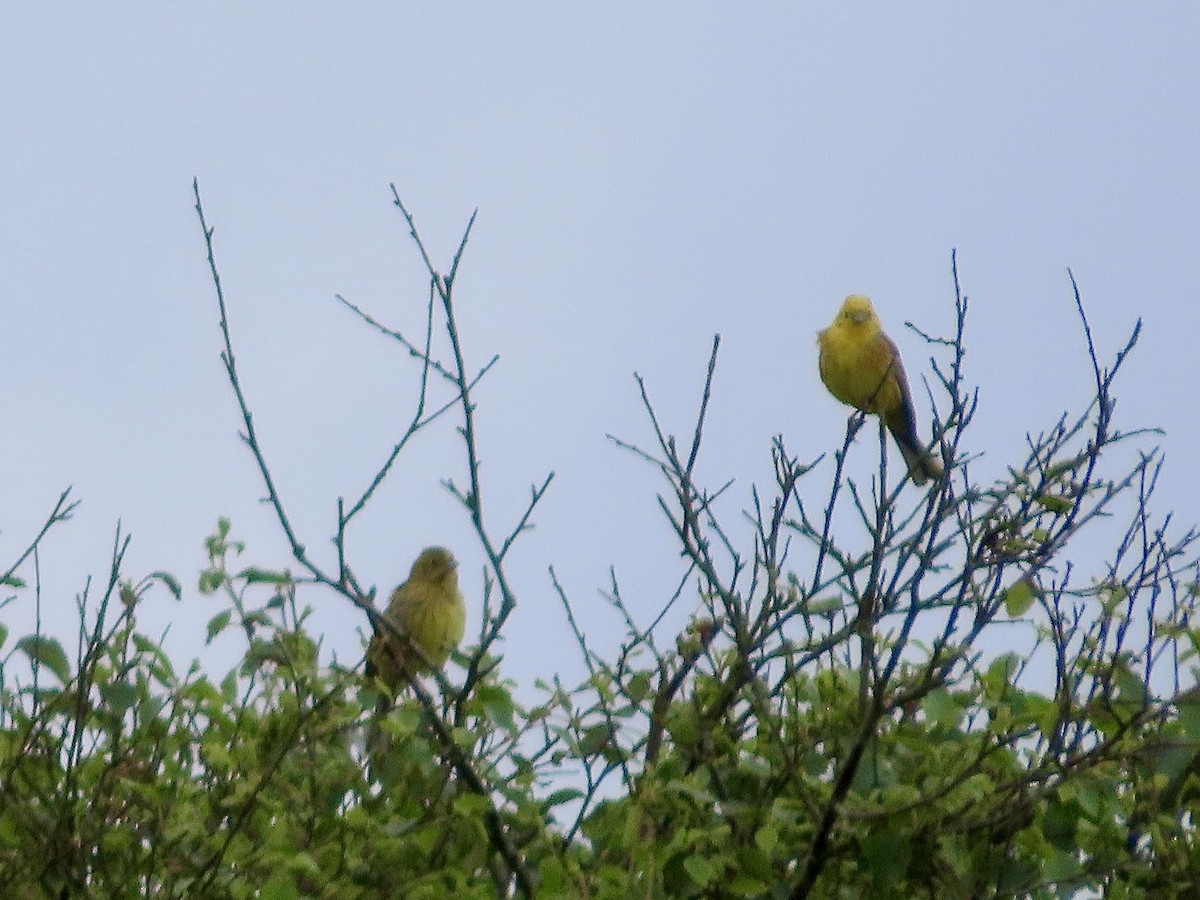 Yellowhammer - ML619813679