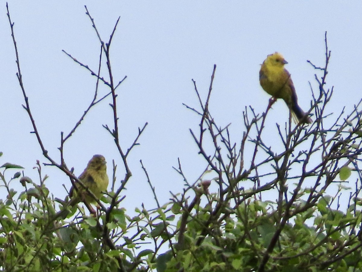 Bruant jaune - ML619813680