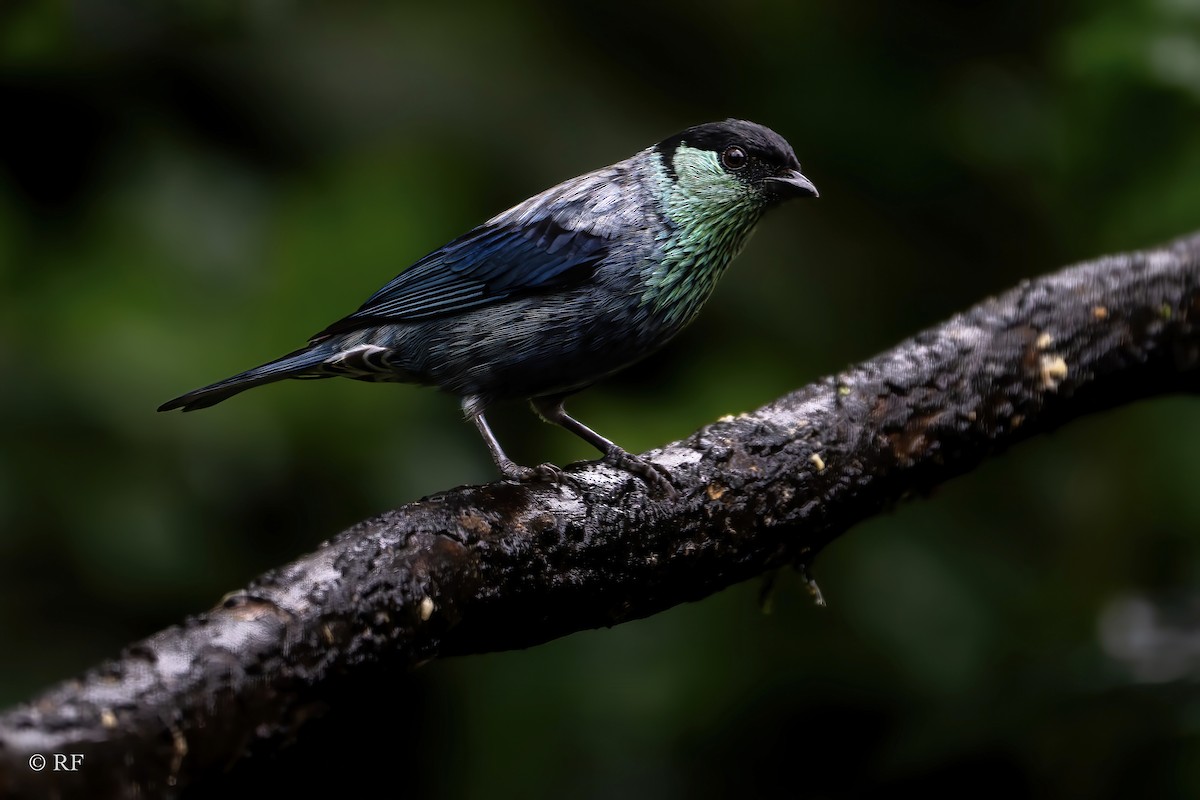 Black-capped Tanager - ML619813684